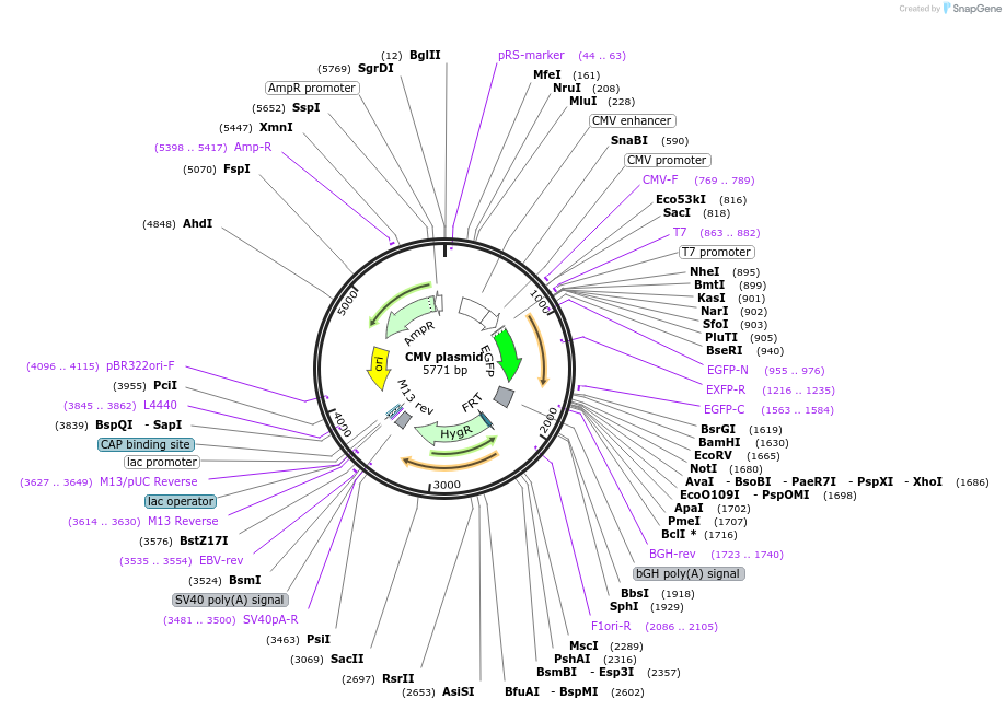 169739-plasmid-map-sequence-id-334211