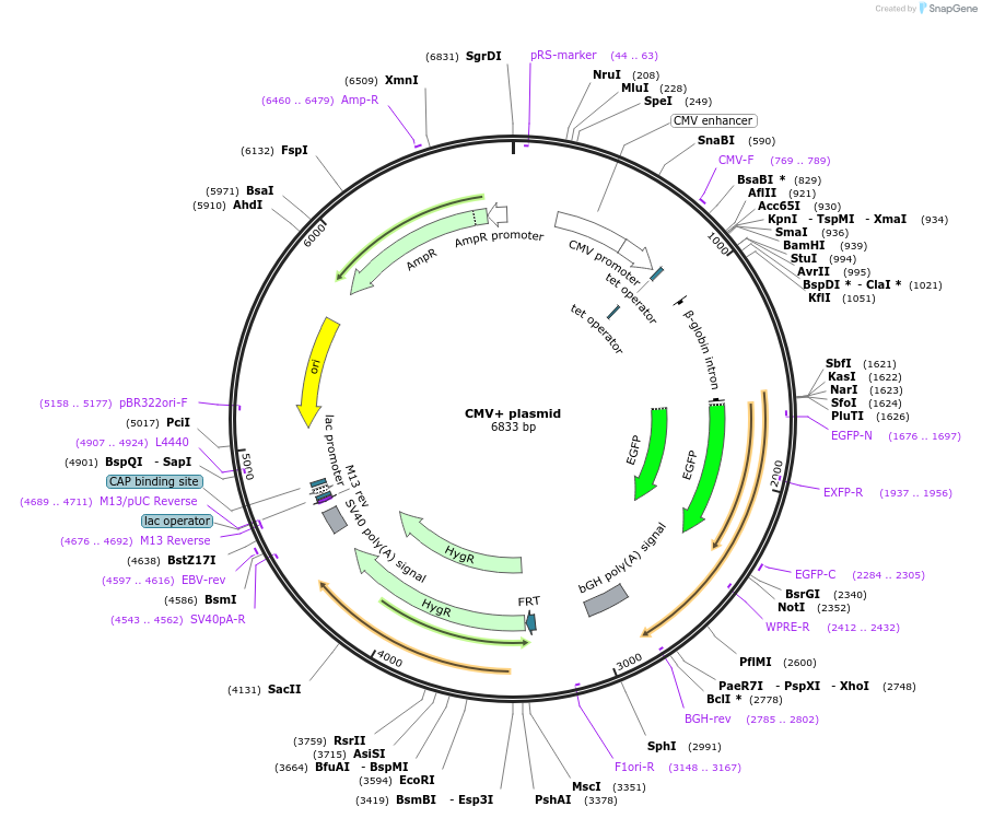 169740-plasmid-map-sequence-id-334212