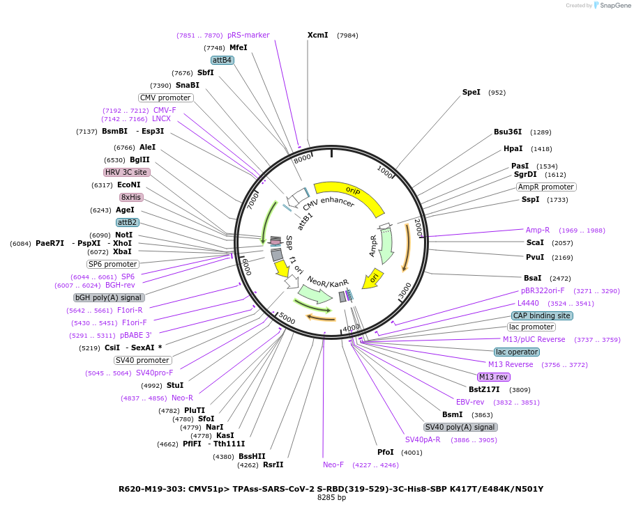 170203-plasmid-map-sequence-id-334219