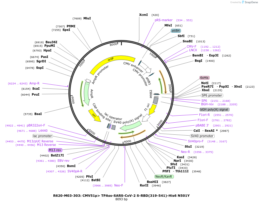 170189-plasmid-map-sequence-id-334255