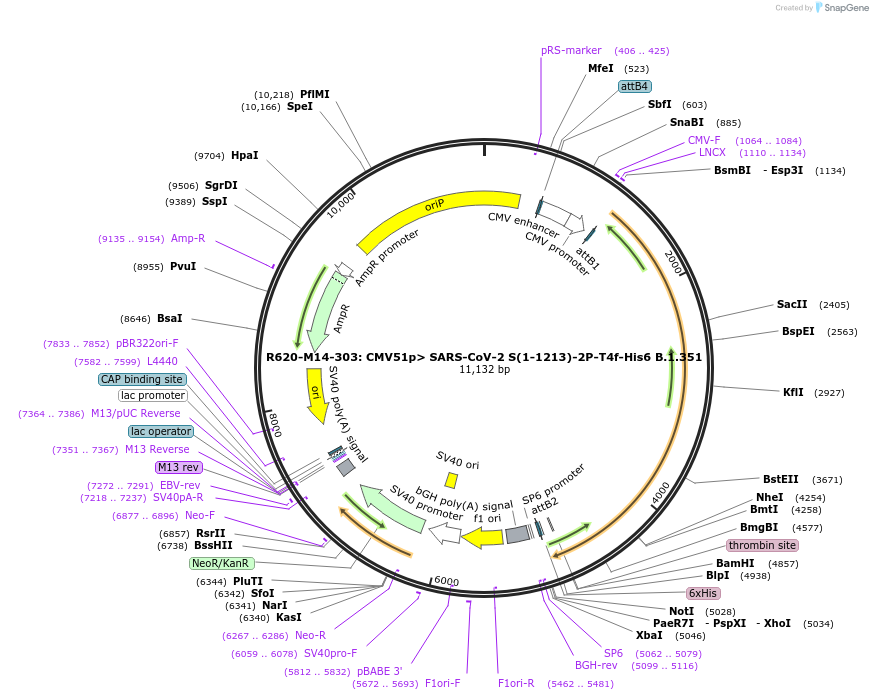 170198-plasmid-map-sequence-id-334260