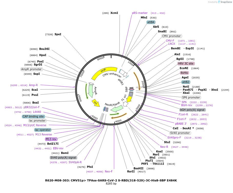 170194-plasmid-map-sequence-id-334261