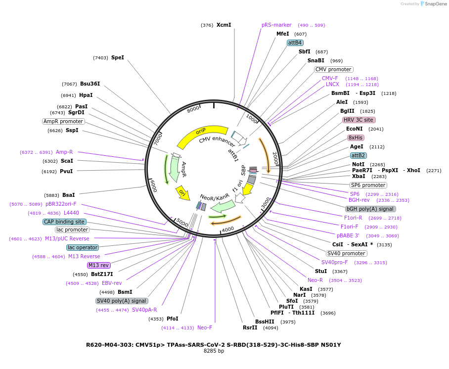 170190-plasmid-map-sequence-id-334266