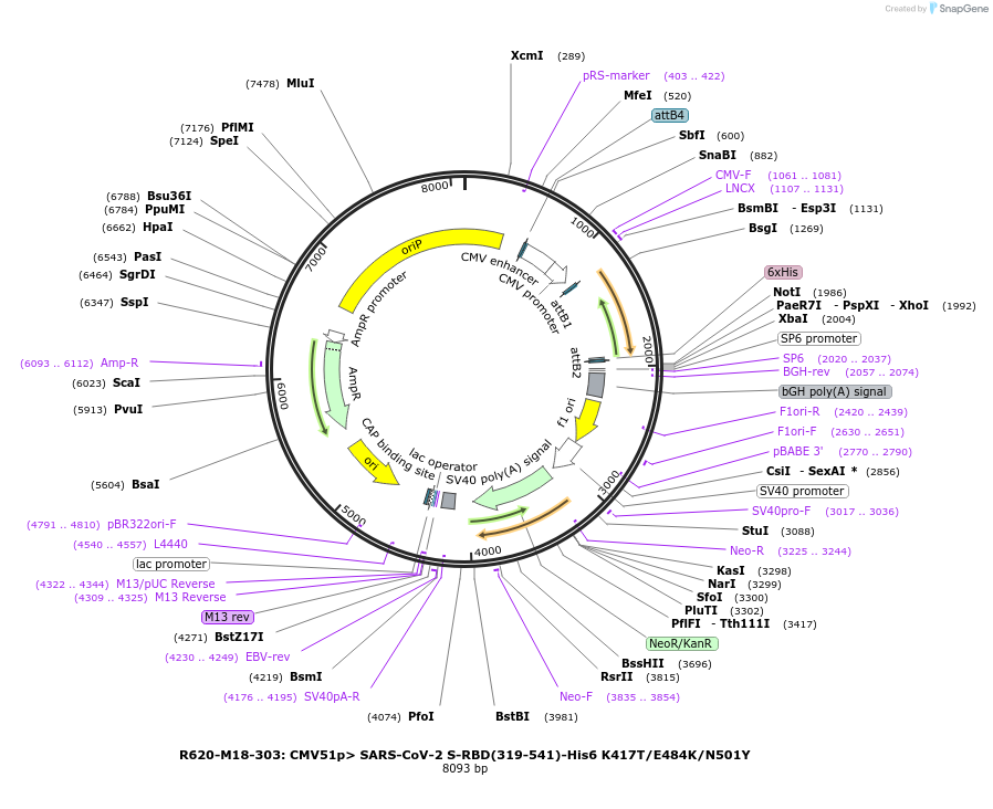 170202-plasmid-map-sequence-id-334271