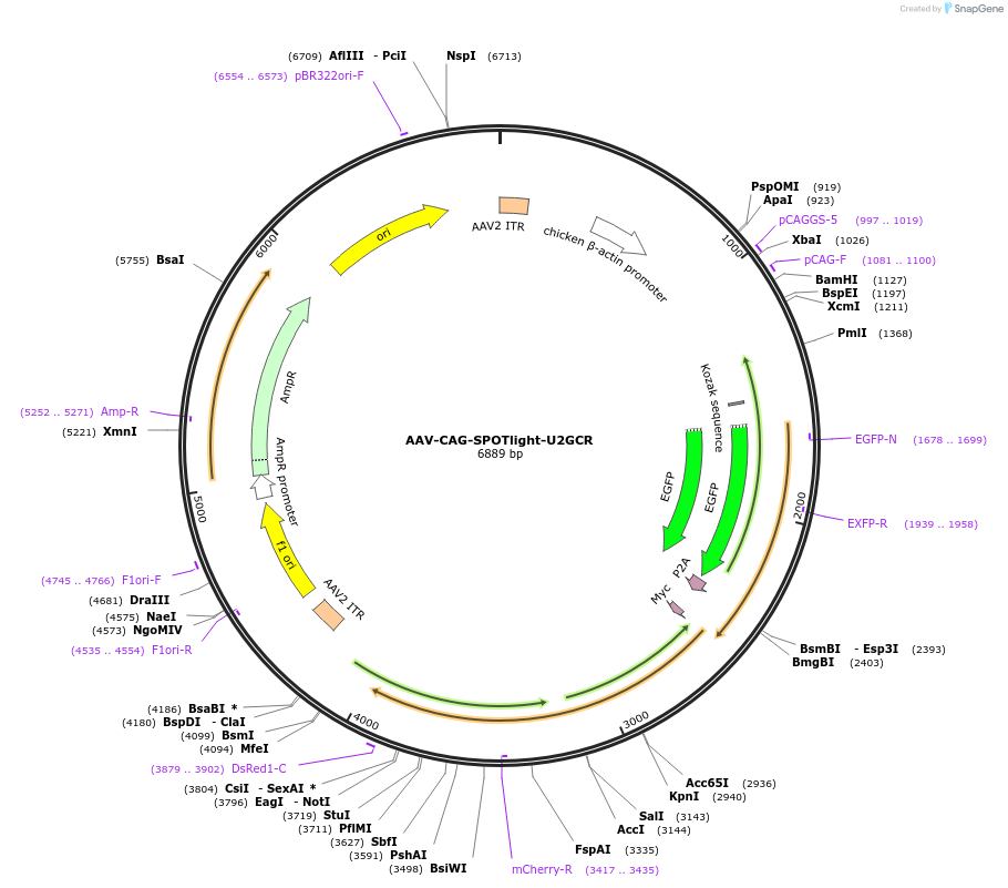 164819-plasmid-map-sequence-id-334277