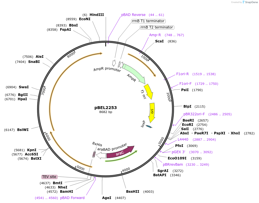 170405-plasmid-map-sequence-id-334285