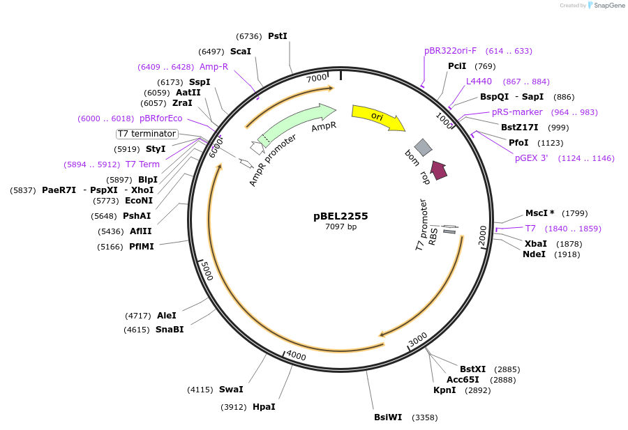 170410-plasmid-map-sequence-id-334327