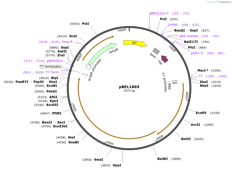 170414-plasmid-map-sequence-id-334328