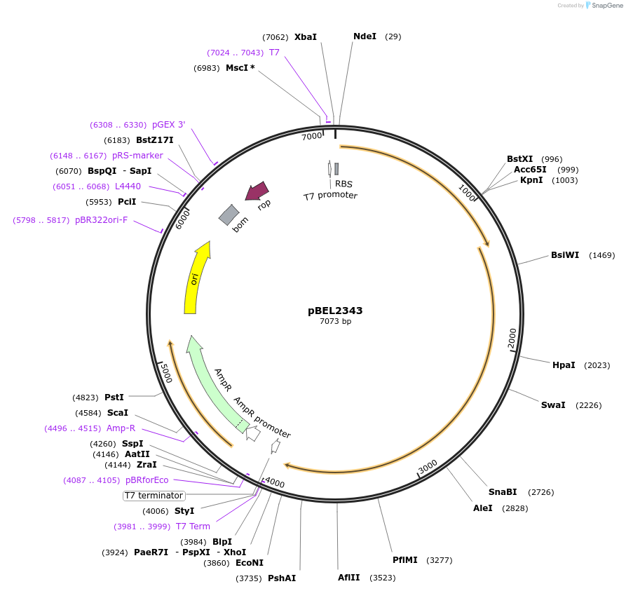170424-plasmid-map-sequence-id-334330