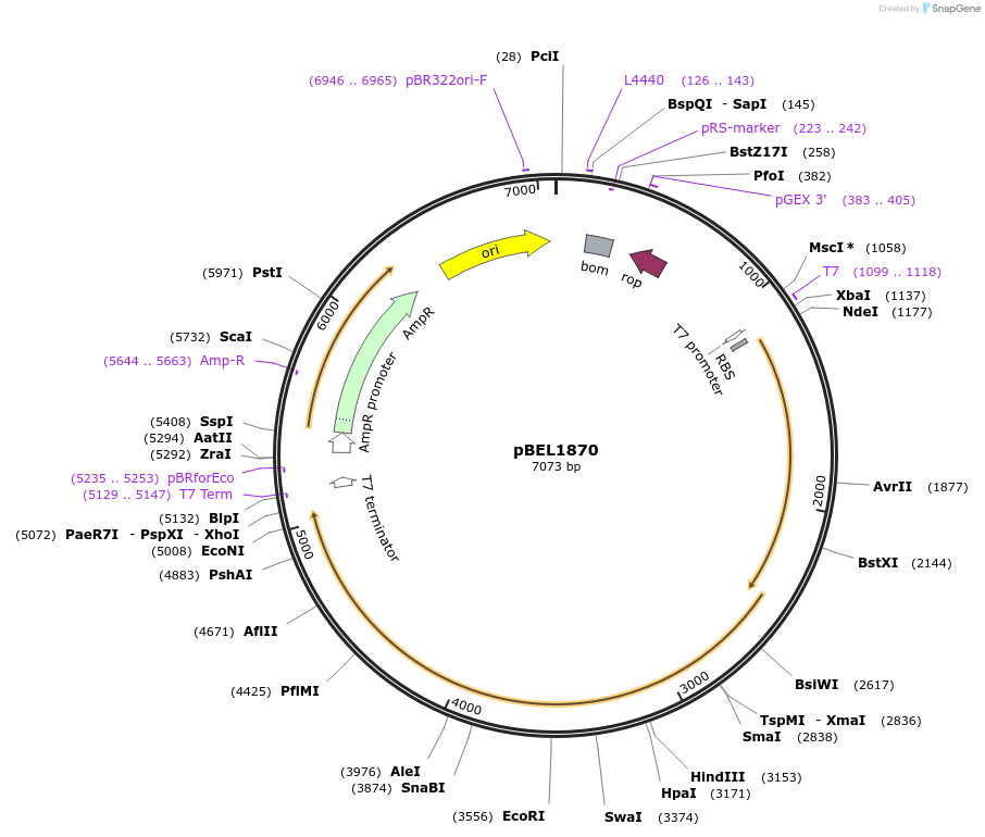 170419-plasmid-map-sequence-id-334332