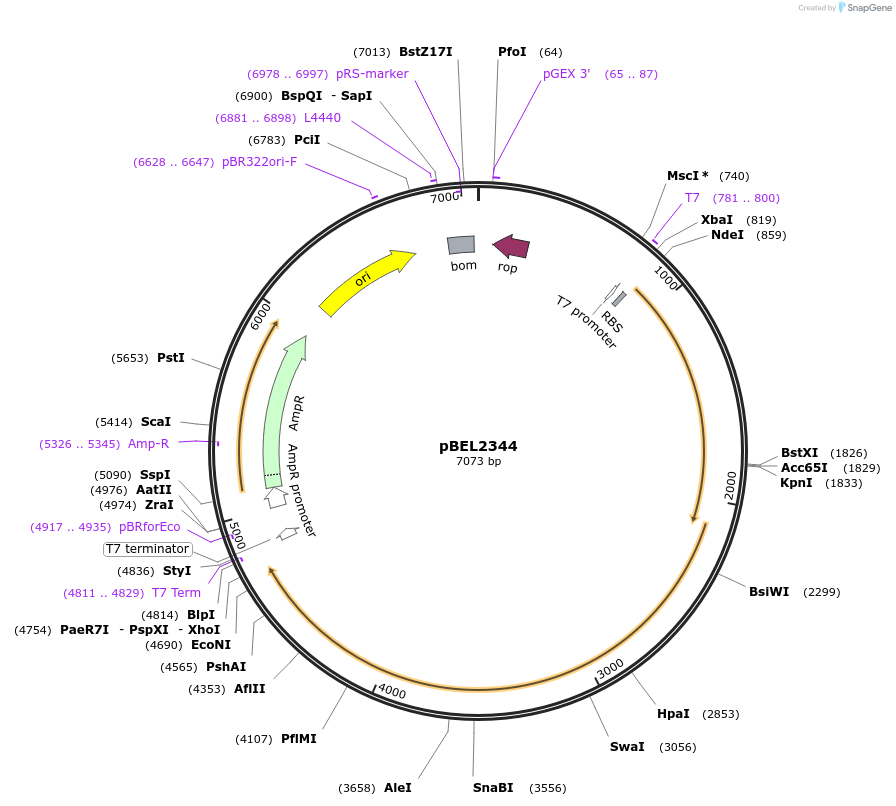 170425-plasmid-map-sequence-id-334341