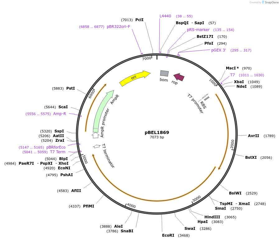 170418-plasmid-map-sequence-id-334352