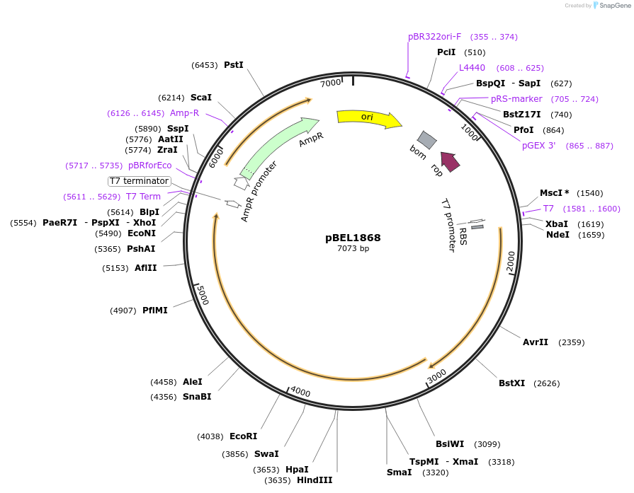 170417-plasmid-map-sequence-id-334353