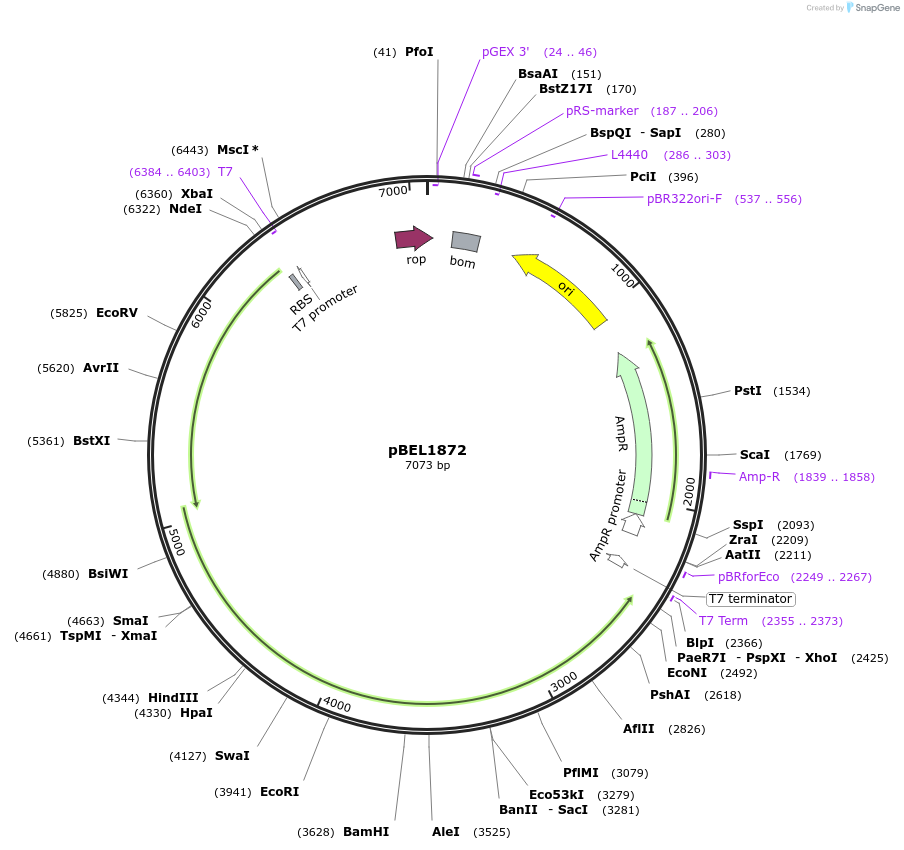 170421-plasmid-map-sequence-id-334354