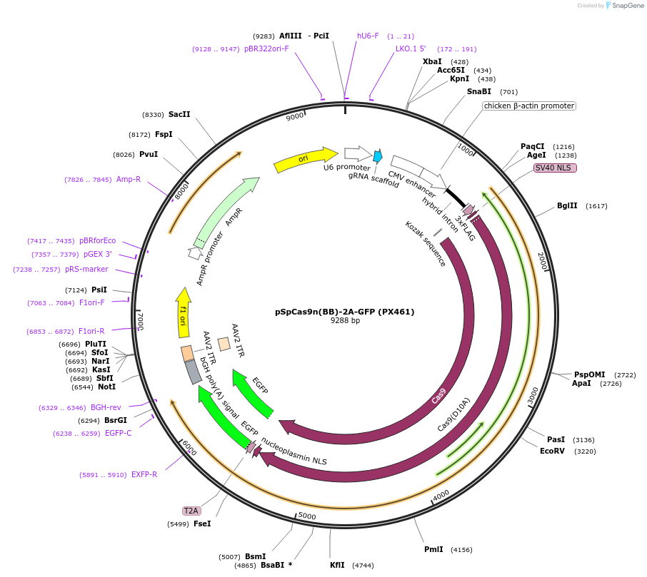 48140-plasmid-map-sequence-id-334358