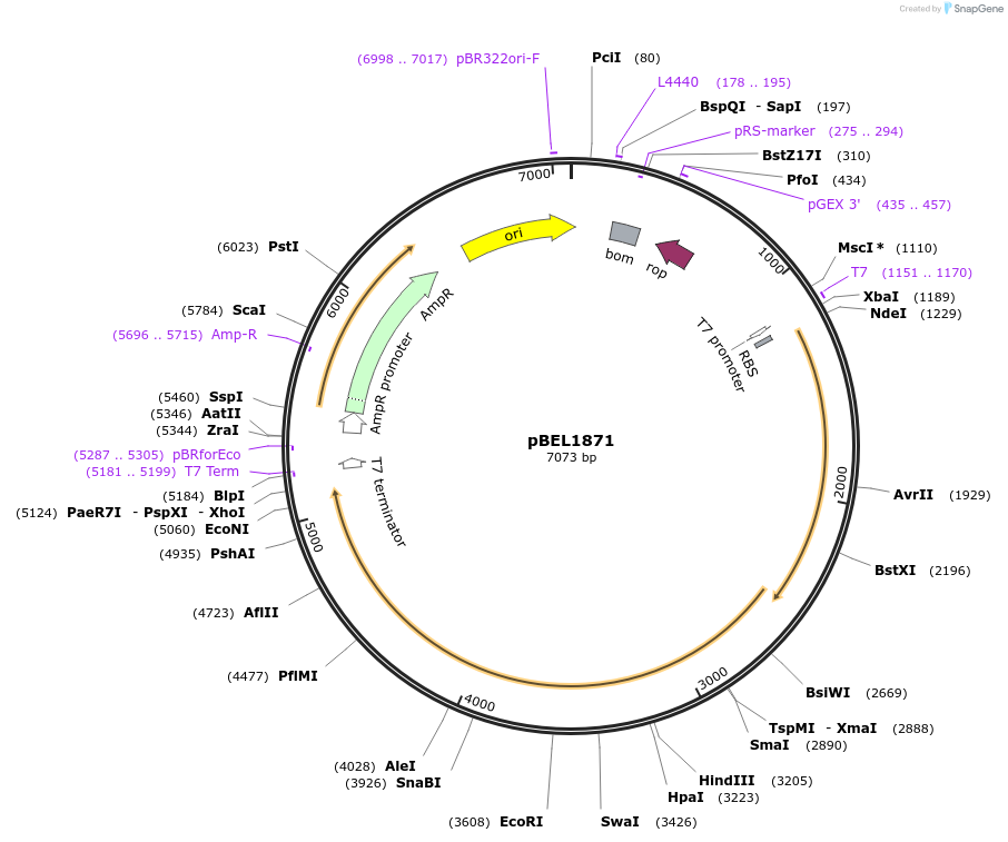 170420-plasmid-map-sequence-id-334365