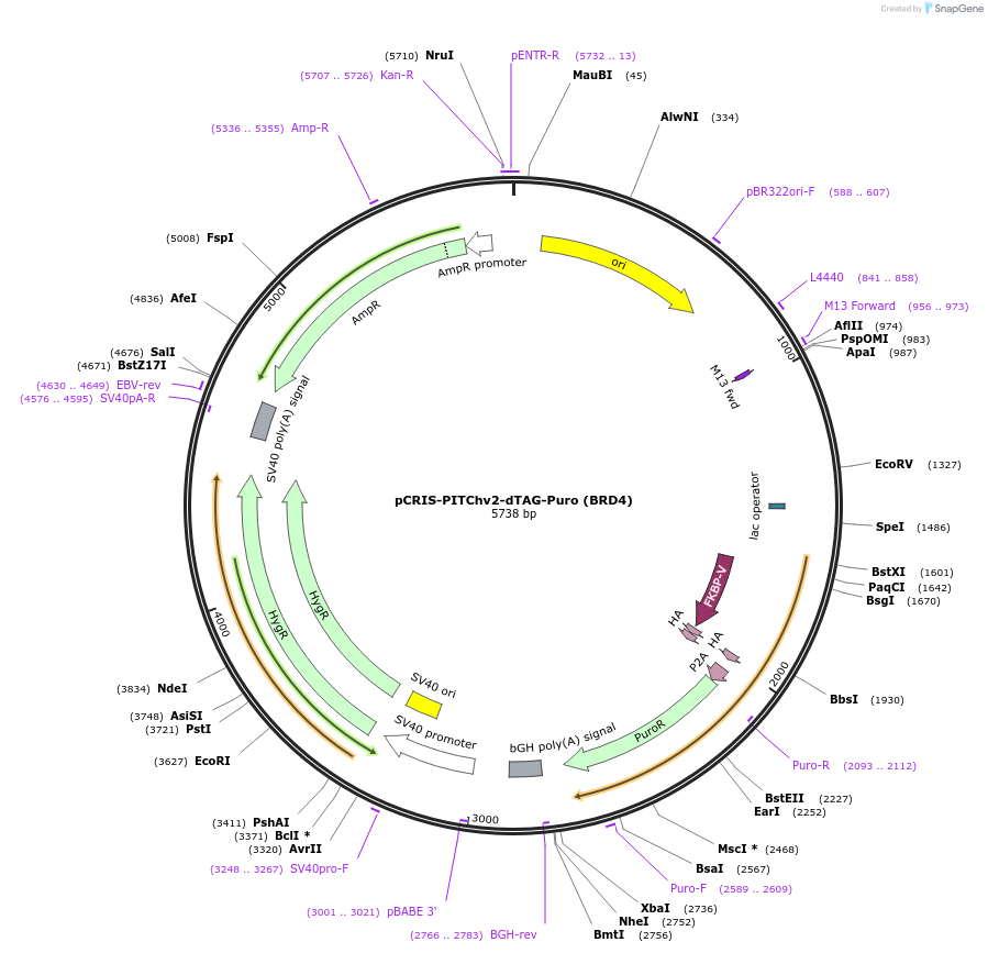 91796-plasmid-map-sequence-id-334366