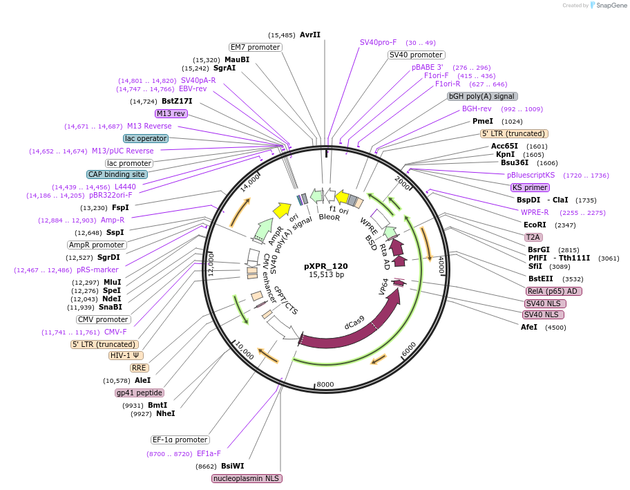 96917-plasmid-map-sequence-id-334369