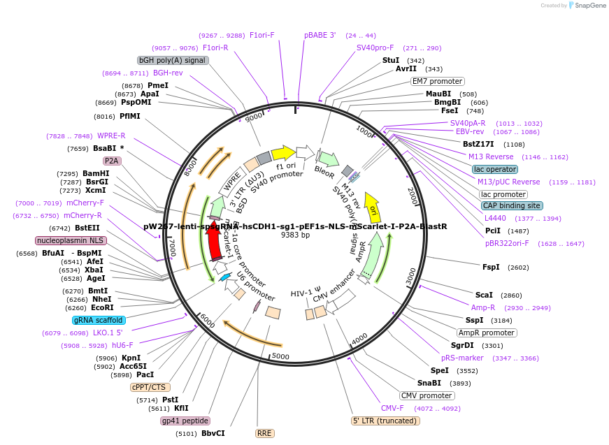 170816-plasmid-map-sequence-id-334382