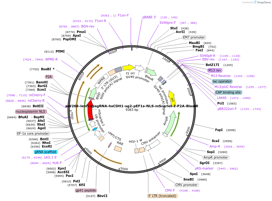170815-plasmid-map-sequence-id-334383
