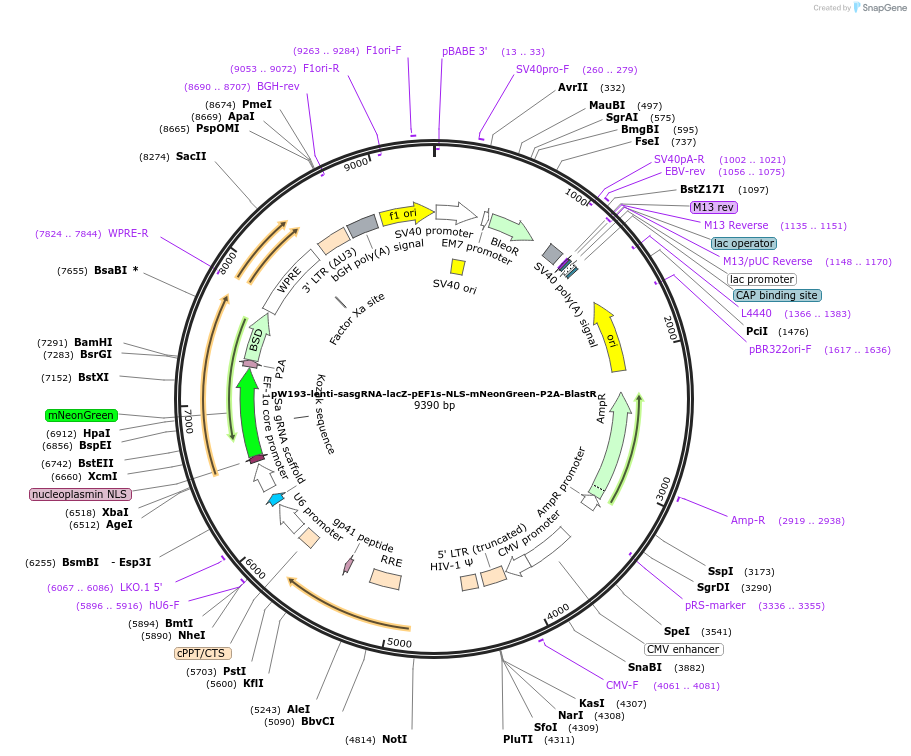 170814-plasmid-map-sequence-id-334384
