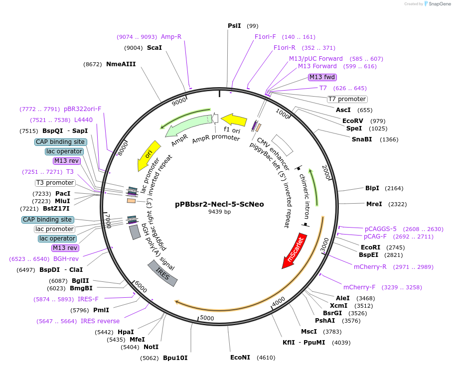 170283-plasmid-map-sequence-id-334387