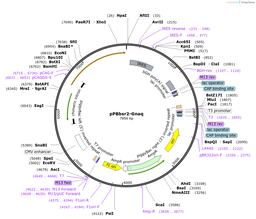 170298-plasmid-map-sequence-id-334390