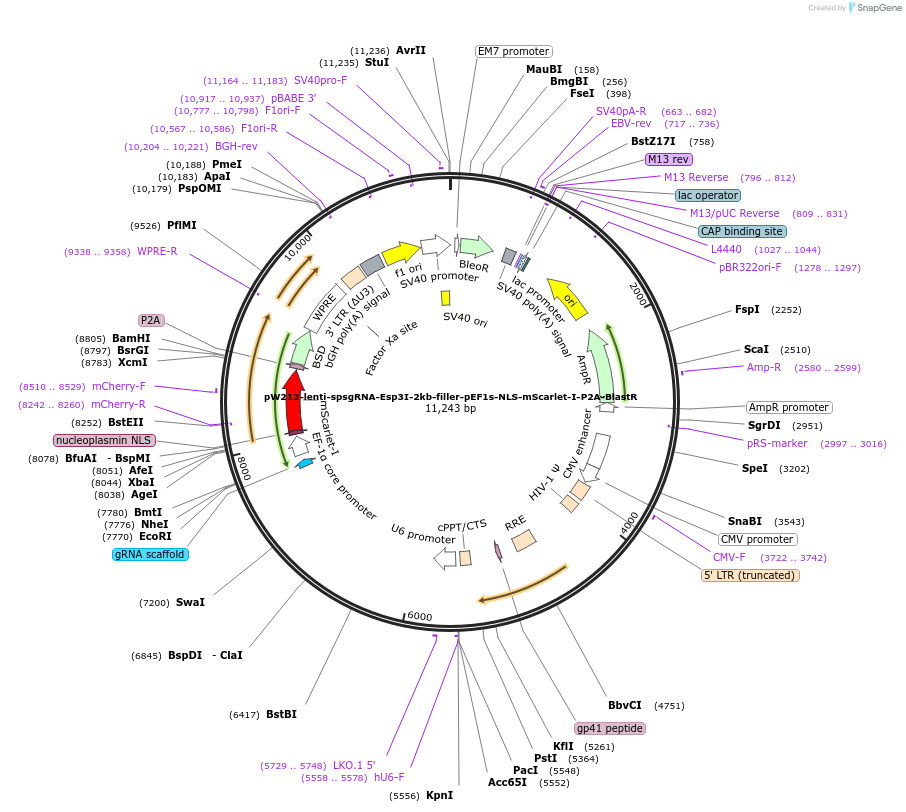 170810-plasmid-map-sequence-id-334399