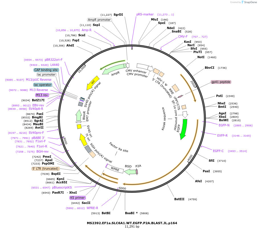 170169-plasmid-map-sequence-id-334403