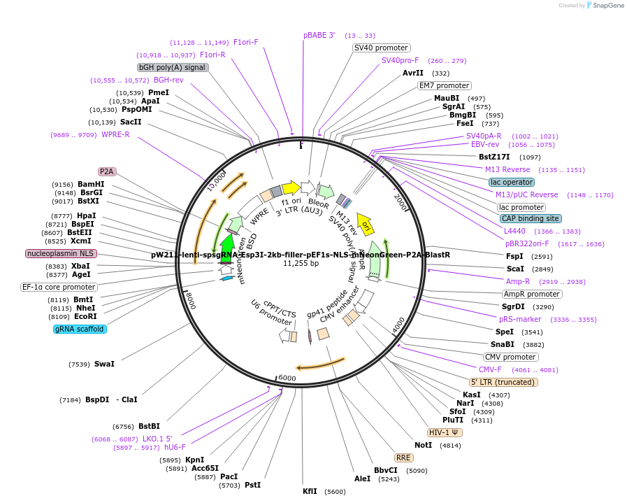 170809-plasmid-map-sequence-id-334408