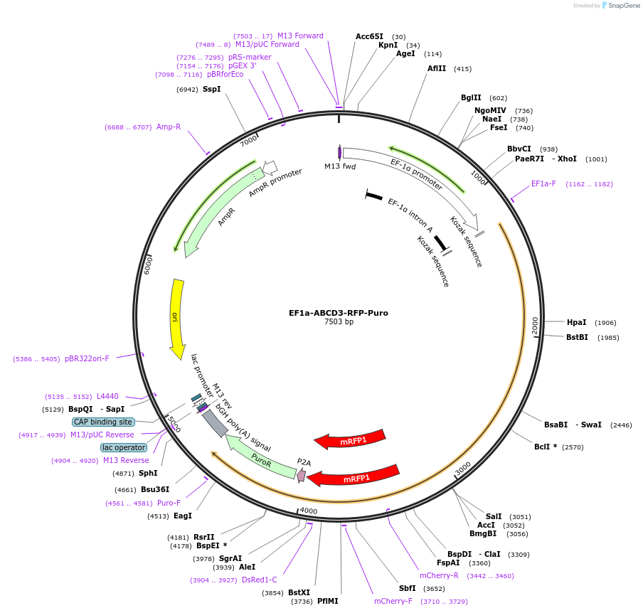 170168-plasmid-map-sequence-id-334410