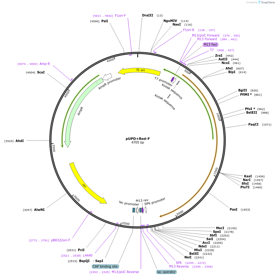 170874-plasmid-map-sequence-id-334415