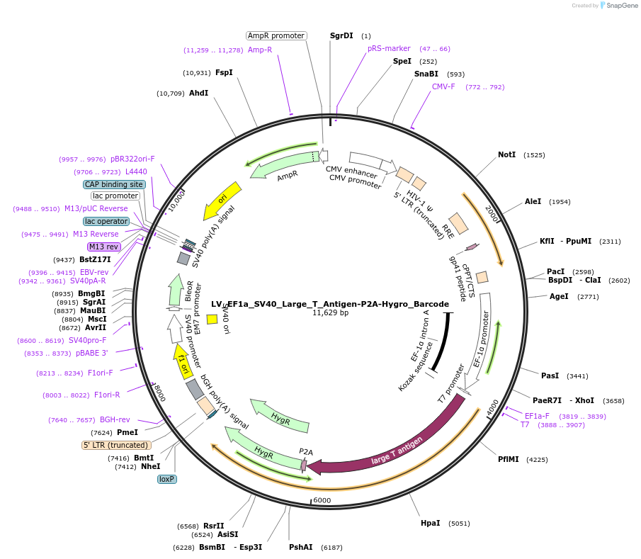 170255-plasmid-map-sequence-id-334417