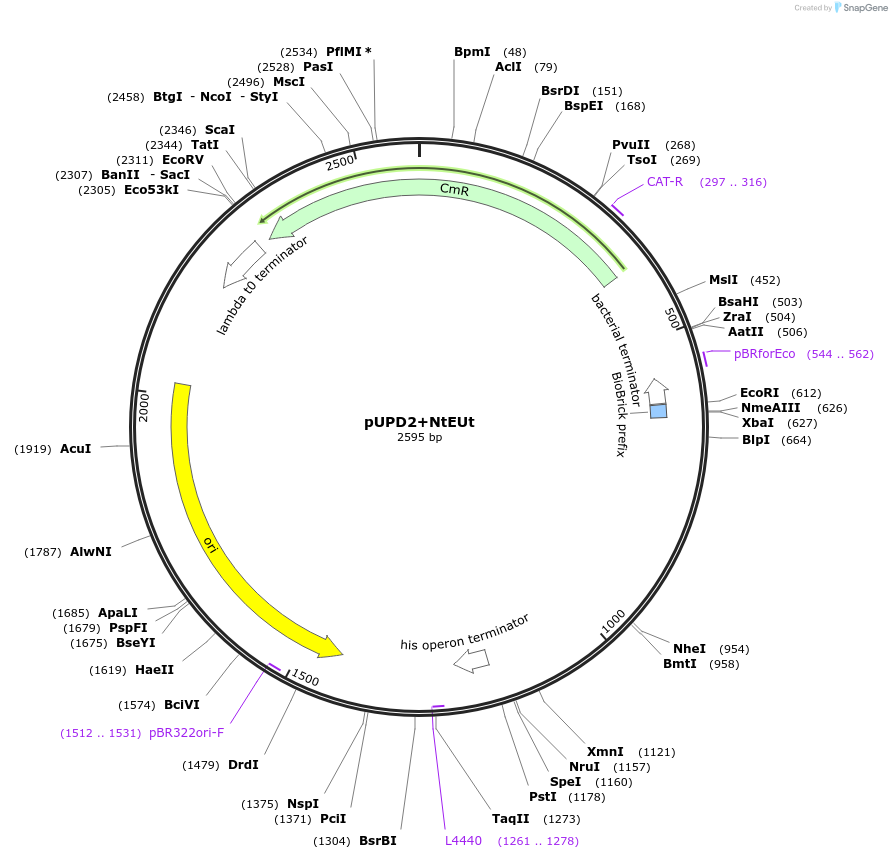 170883-plasmid-map-sequence-id-334419