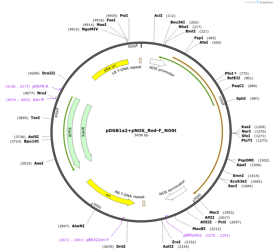 170887-plasmid-map-sequence-id-334421
