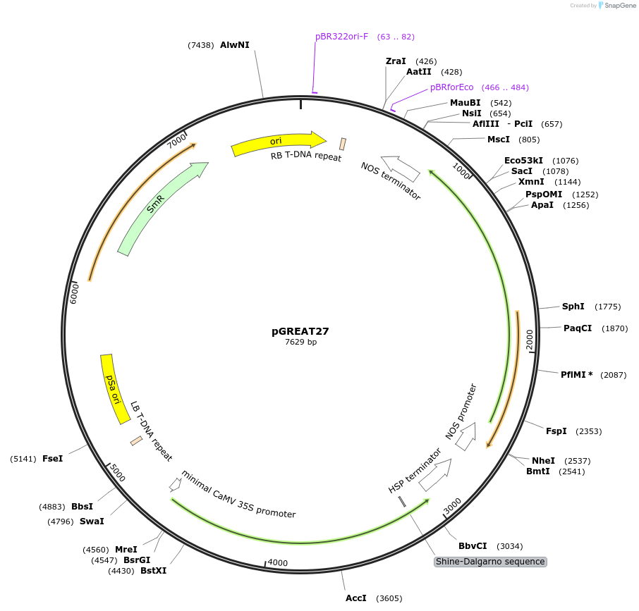170915-plasmid-map-sequence-id-334422