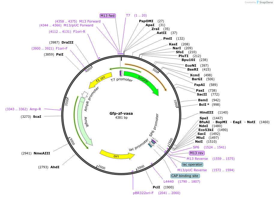 167323-plasmid-map-sequence-id-334444
