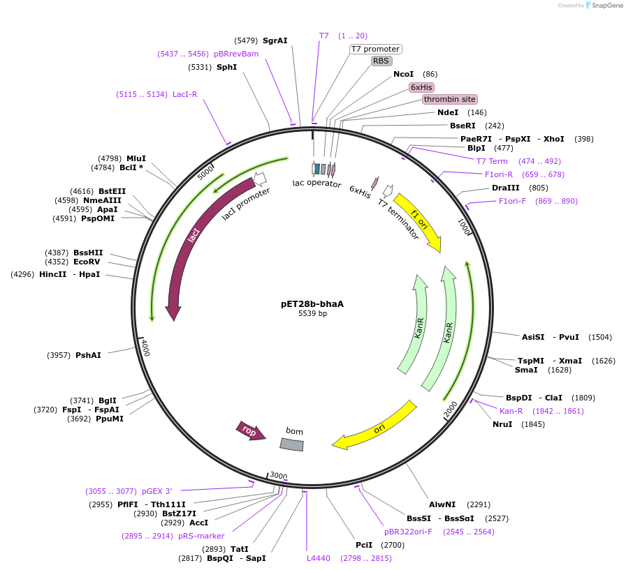 167810-plasmid-map-sequence-id-334446