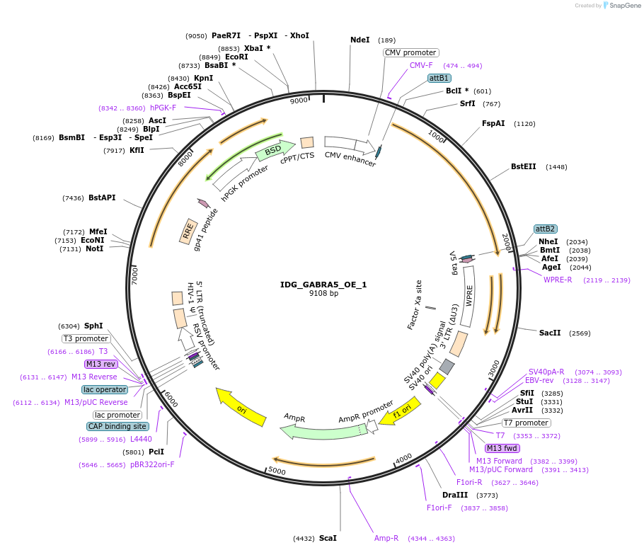 161617-plasmid-map-sequence-id-334454