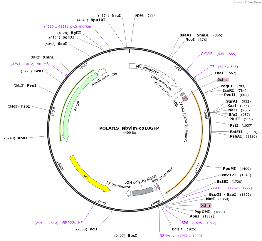 171020-plasmid-map-sequence-id-334458