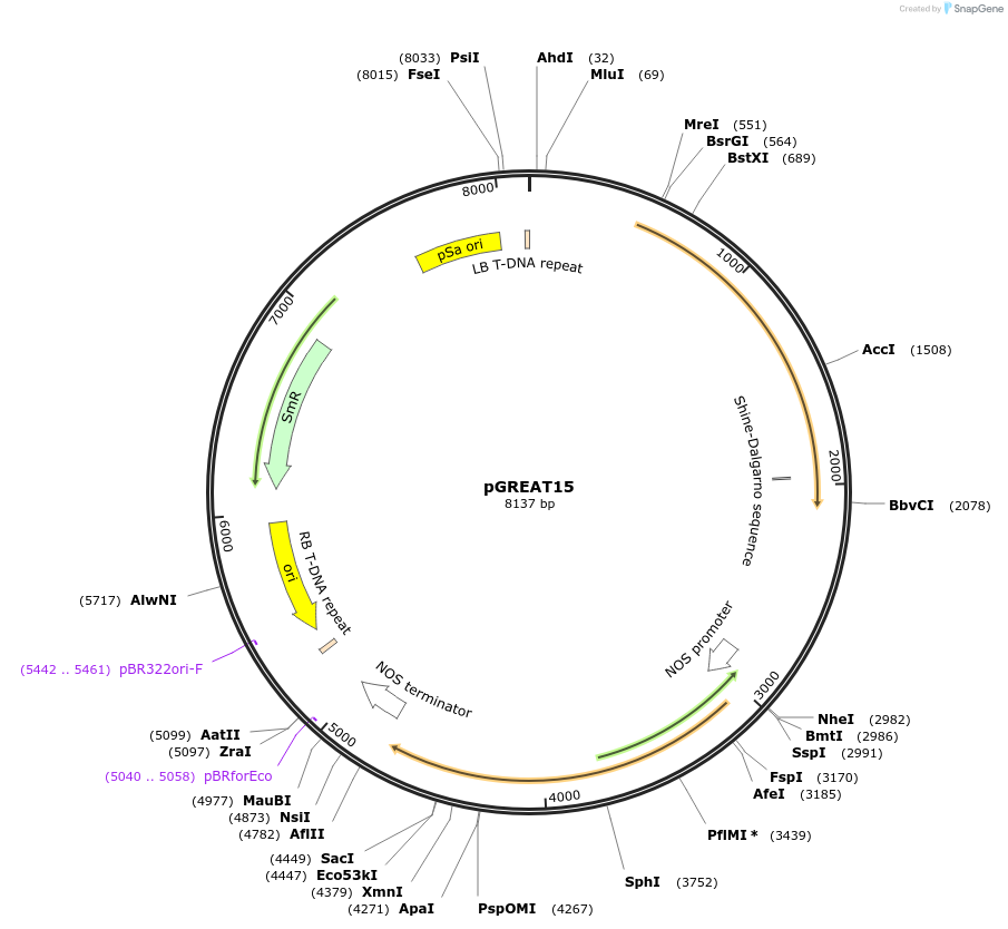170903-plasmid-map-sequence-id-334465