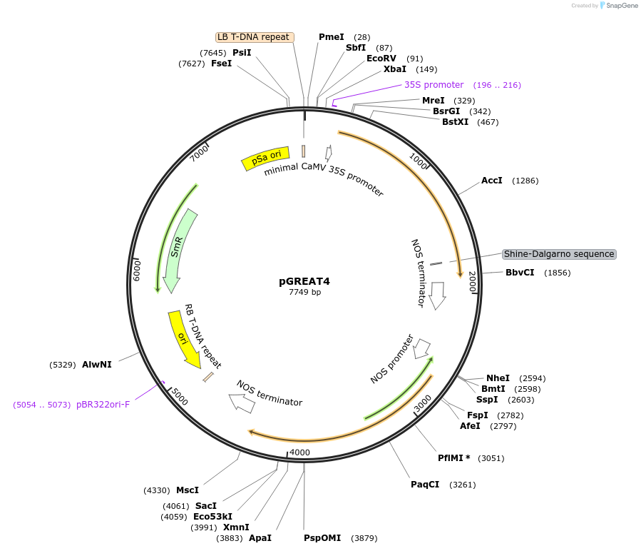 170892-plasmid-map-sequence-id-334469