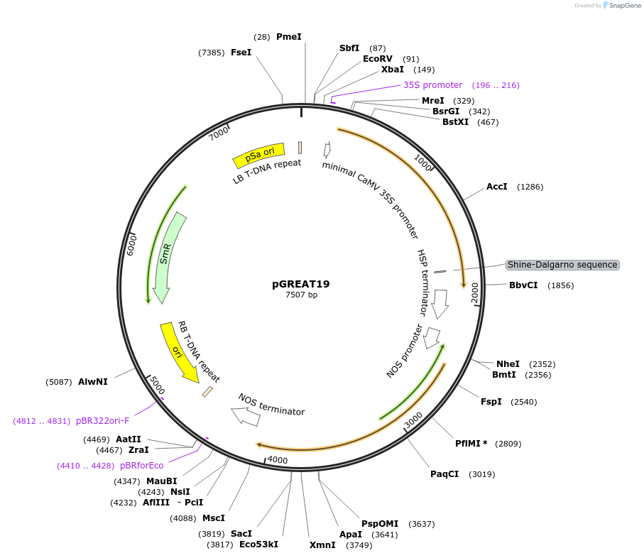 170907-plasmid-map-sequence-id-334470