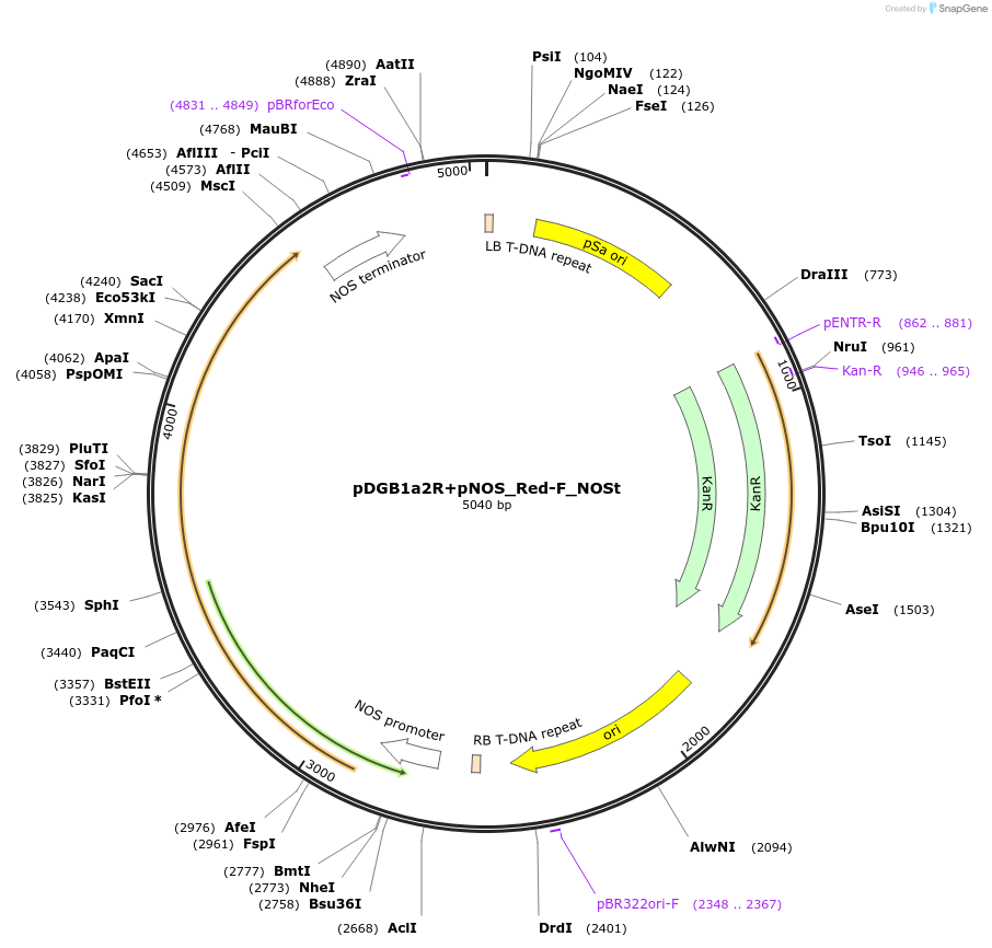 170888-plasmid-map-sequence-id-334471