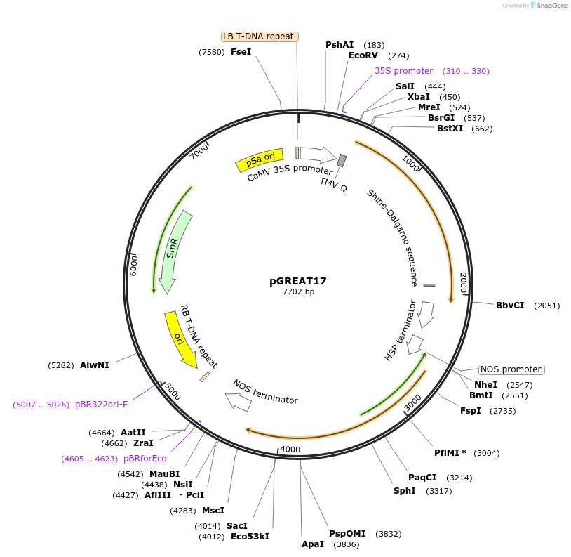 170905-plasmid-map-sequence-id-334475