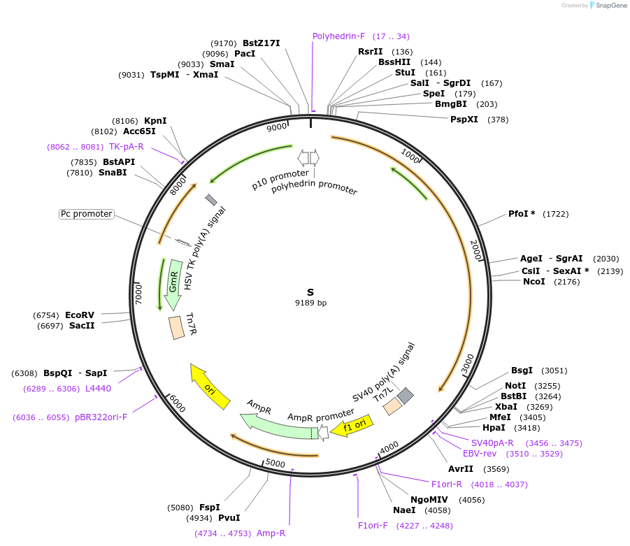 167172-plasmid-map-sequence-id-334478