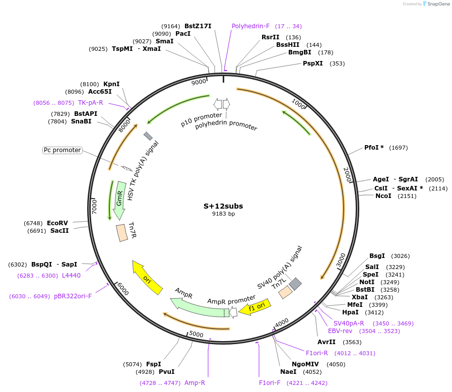 167177-plasmid-map-sequence-id-334485