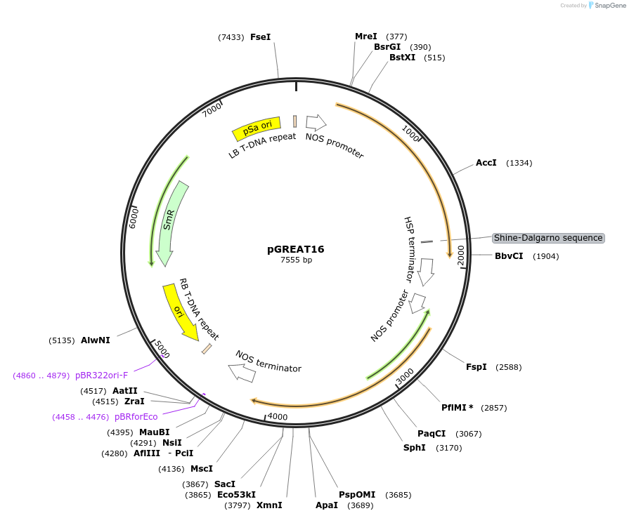 170904-plasmid-map-sequence-id-334486