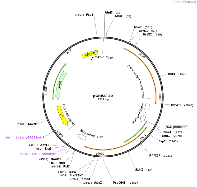 170908-plasmid-map-sequence-id-334488