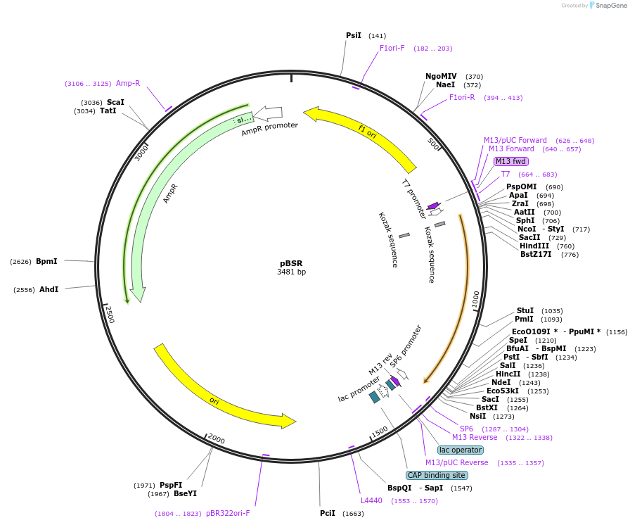 165838-plasmid-map-sequence-id-334492